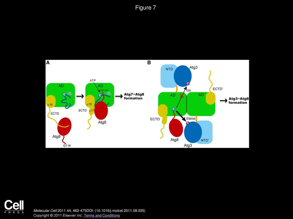 Figure 7 Proposed Models of Atg8 Activation and Transfer to Atg3 by Atg7.