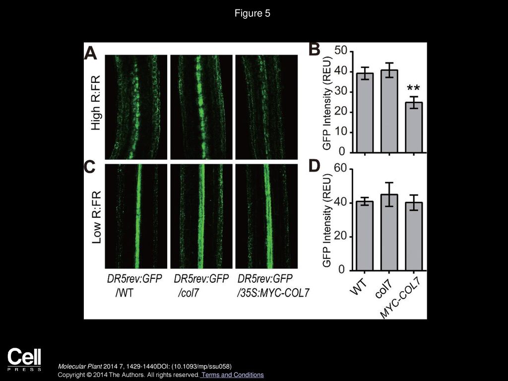 Figure 5 Investigation of Auxin Levels Using the DR5rev:GFP Reporter.