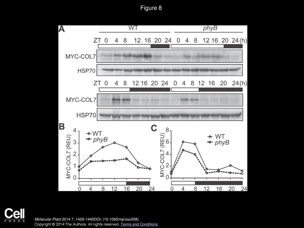 Figure 8 Comparison of the MYC–COL7 Protein Levels in WT and phyB Backgrounds.