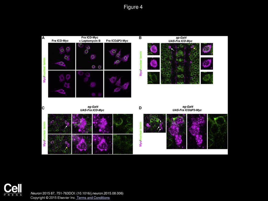 Figure 4 The Fra ICD Shuttles between the Cytoplasm and the Nucleus