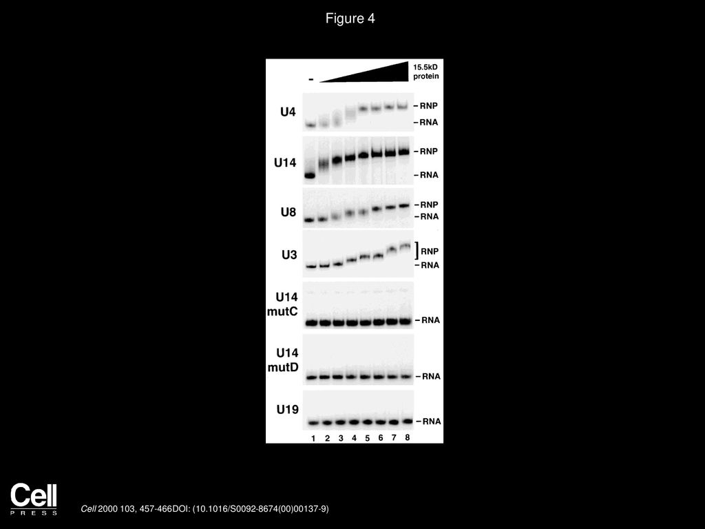 Figure 4 Recombinant Human 15.5kD Protein Directly Binds Box C/D but not H/ACA snoRNAs In Vitro.