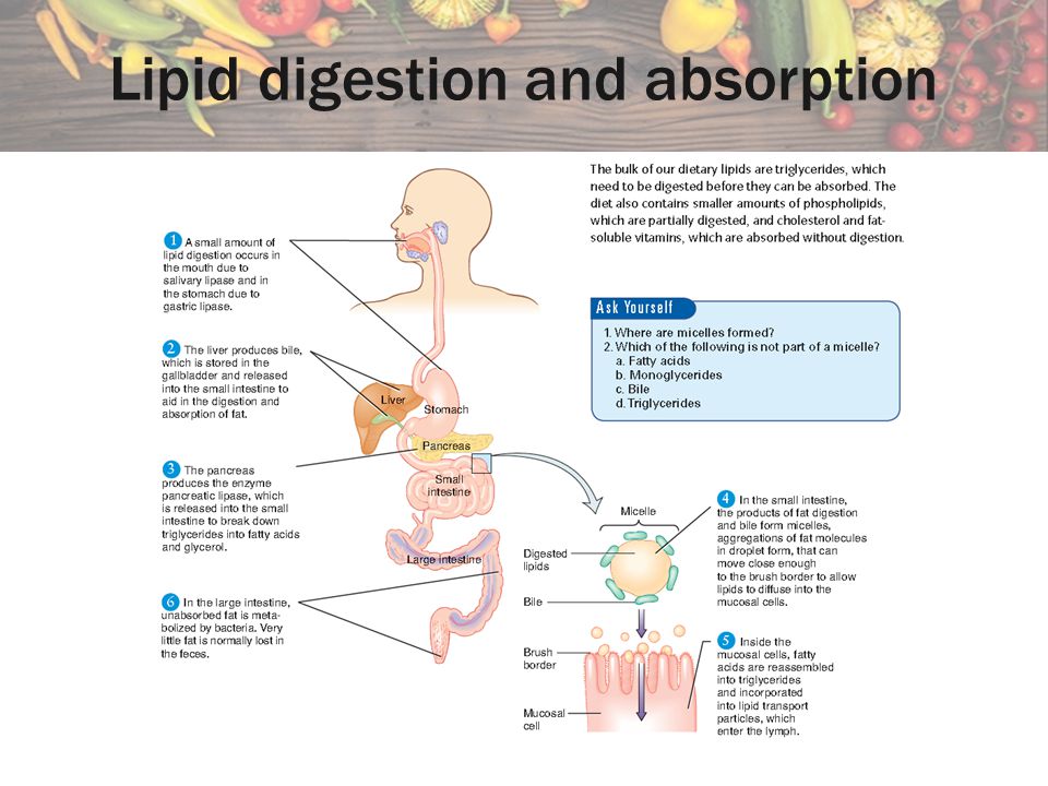 Lipid digestion and absorption