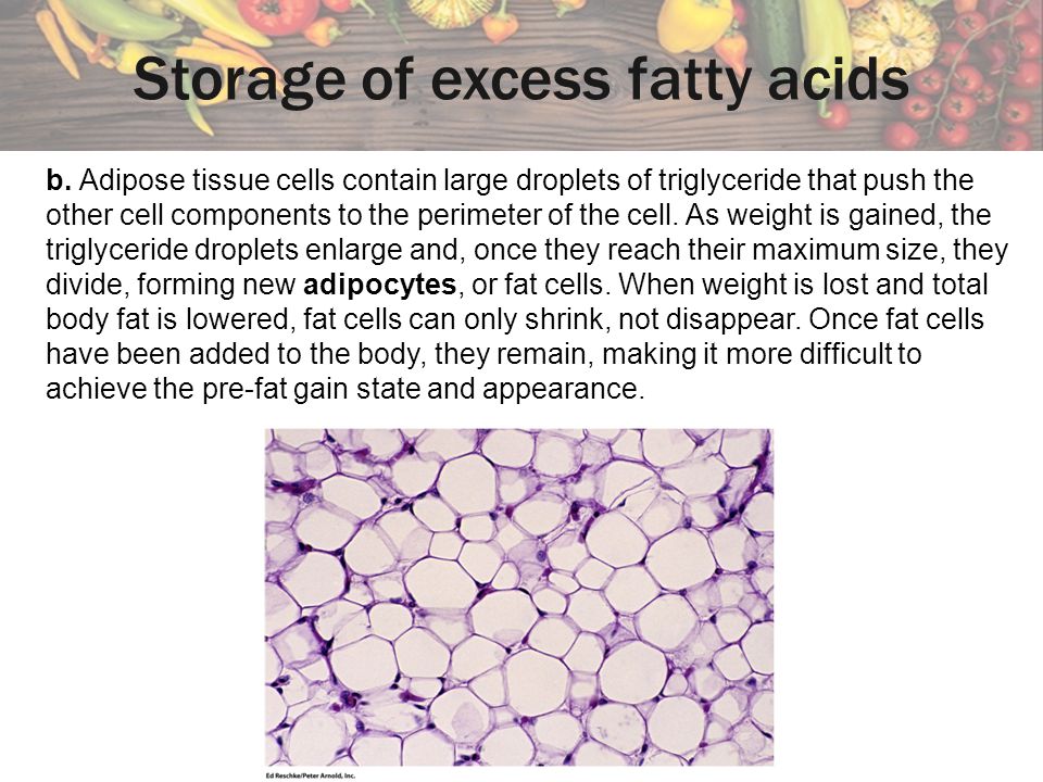 Storage of excess fatty acids