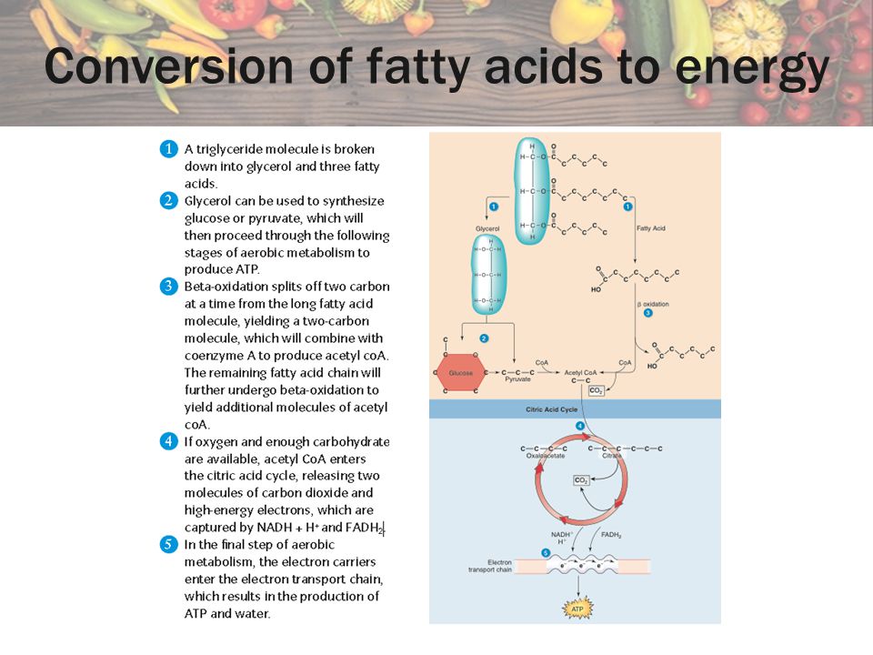Conversion of fatty acids to energy