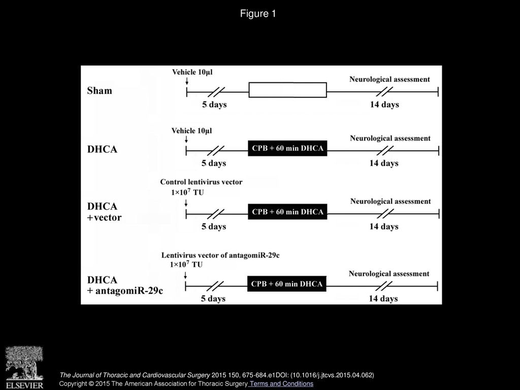Figure 1 Experimental groups and protocol. CPB, Cardiopulmonary bypass; DHCA, deep hypothermic circulatory arrest; TU, transfection unit.