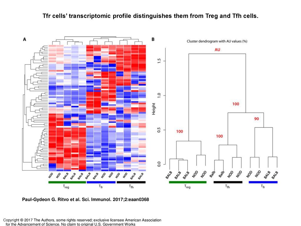 Tfr cells’ transcriptomic profile distinguishes them from Treg and Tfh cells.