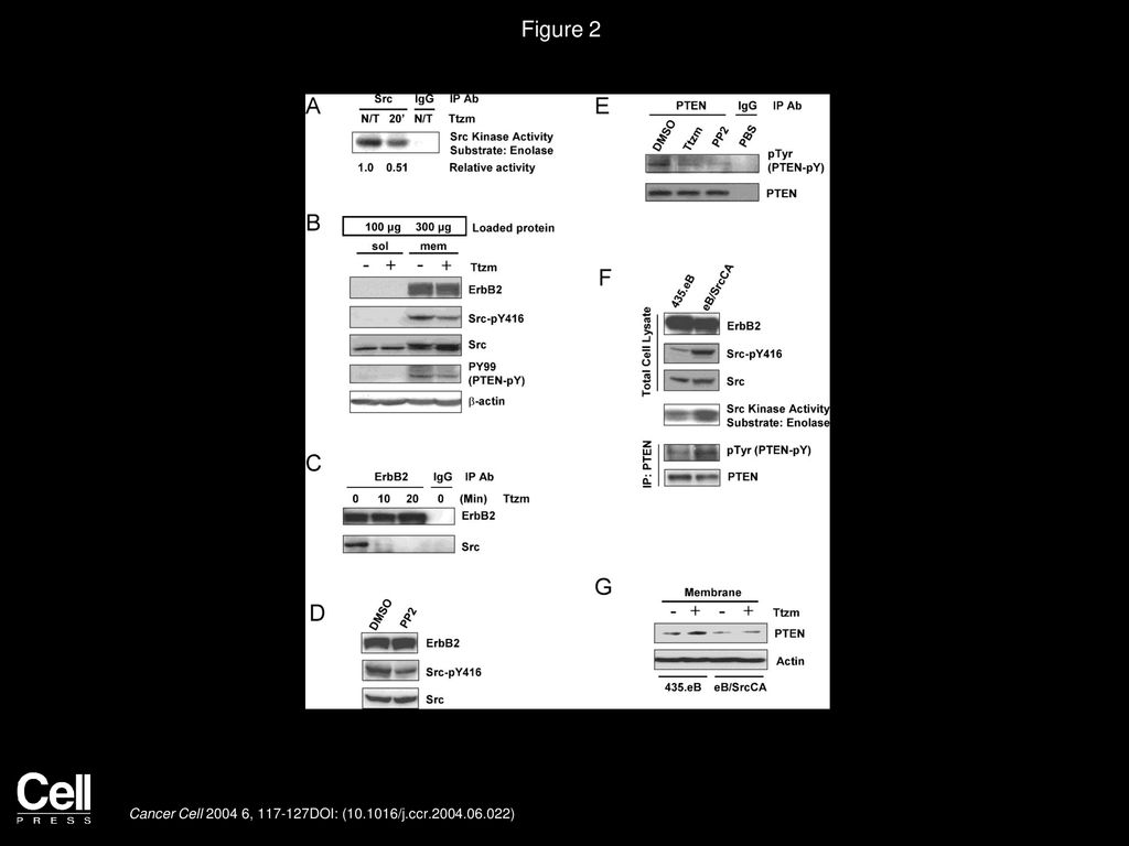 Figure 2 Trastuzumab inhibited Src by dissociating Src from ErbB2, leading to reduced PTEN tyrosine phosphorylation.