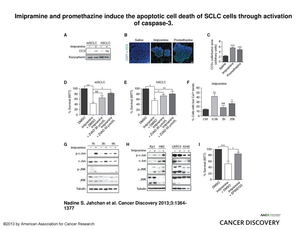 Imipramine and promethazine induce the apoptotic cell death of SCLC cells through activation of caspase-3.