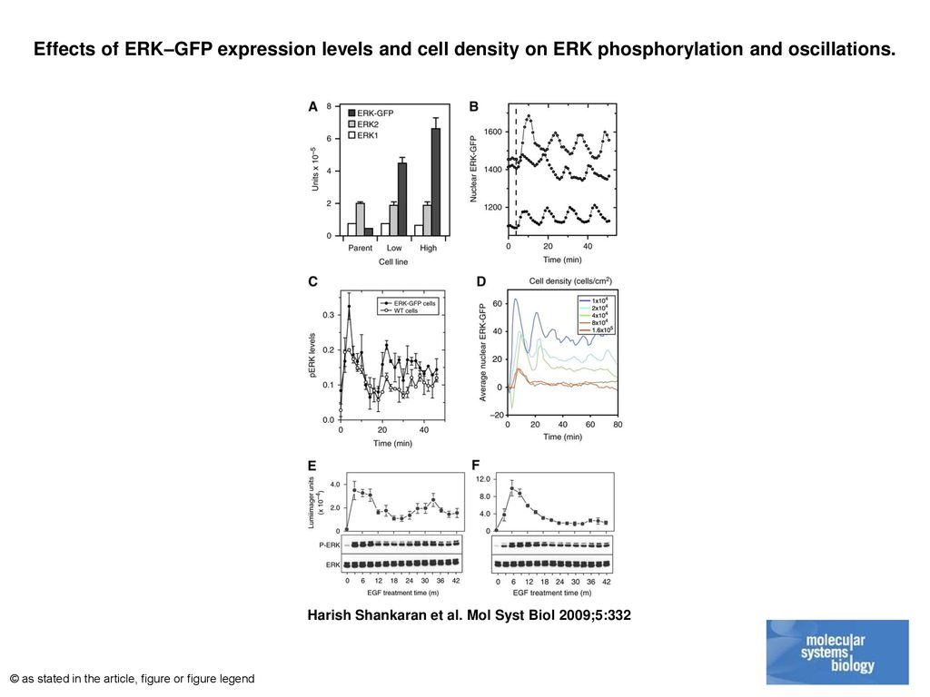 Effects of ERK–GFP expression levels and cell density on ERK phosphorylation and oscillations.