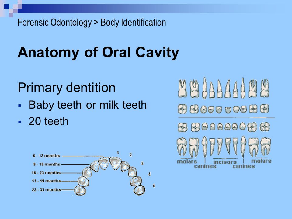 Anatomy of Oral Cavity Primary dentition Baby teeth or milk teeth