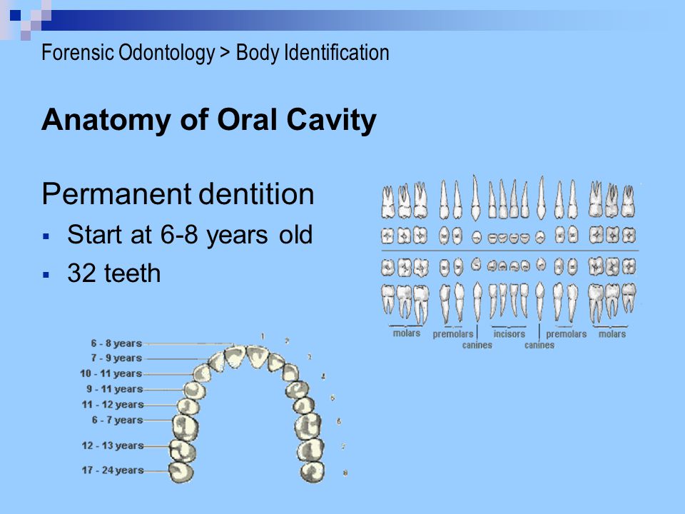 Anatomy of Oral Cavity Permanent dentition Start at 6-8 years old