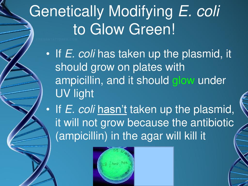 What is involved in creating genetically modified bacteria?
