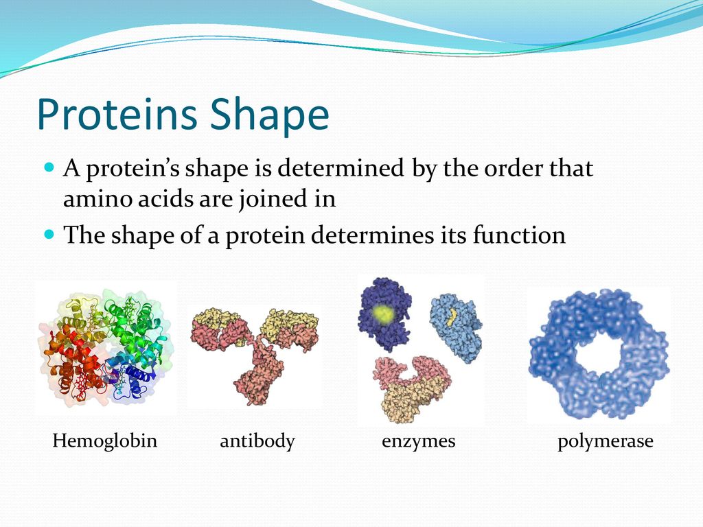 Proteins Shape A protein’s shape is determined by the order that amino acids are joined in. The shape of a protein determines its function.