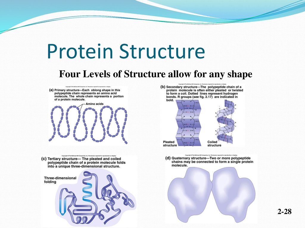 Protein Structure Four Levels of Structure allow for any shape 2-28