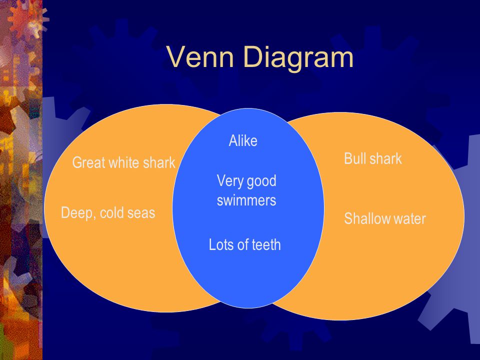 Venn Diagram Alike Bull shark Great white shark Very good swimmers