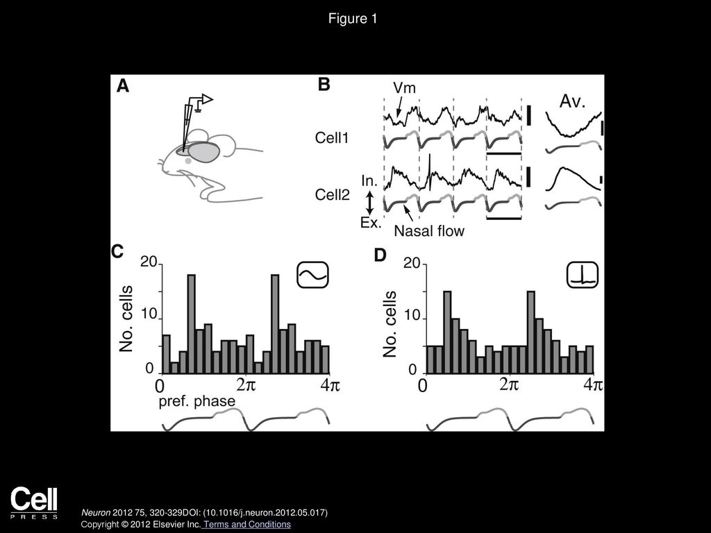 Figure 1 Olfactory Bulb Principal Neurons Lock to Heterogeneous Phases of the Sniff Cycle.