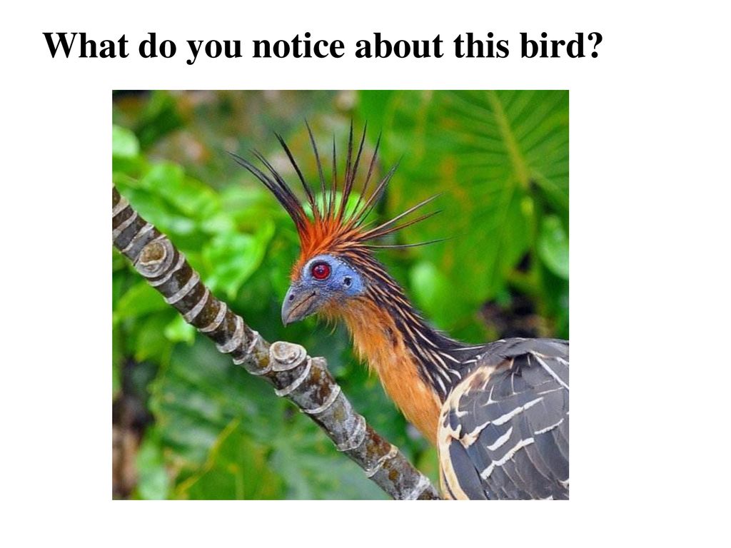 "— presentation transcript: the hoatzin bird奇怪的鸟选自《多维