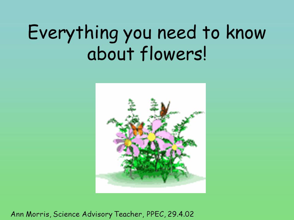 Everything you need to know about flowers!