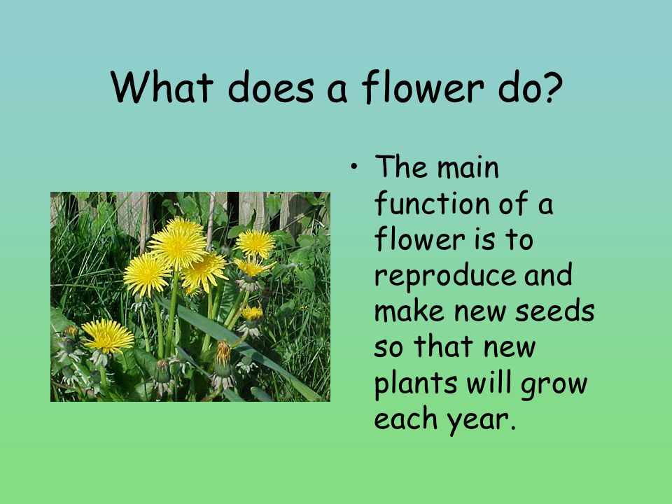What does a flower do.