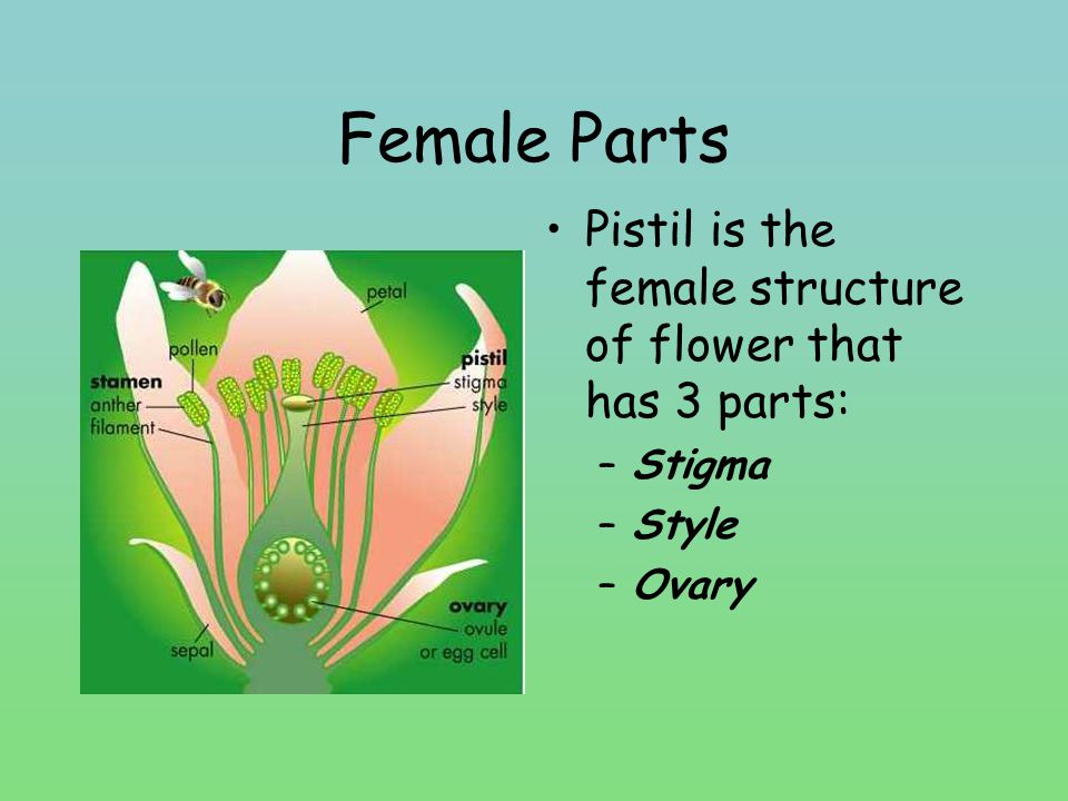 Female Parts Pistil is the female structure of flower that has 3 parts: Stigma Style Ovary