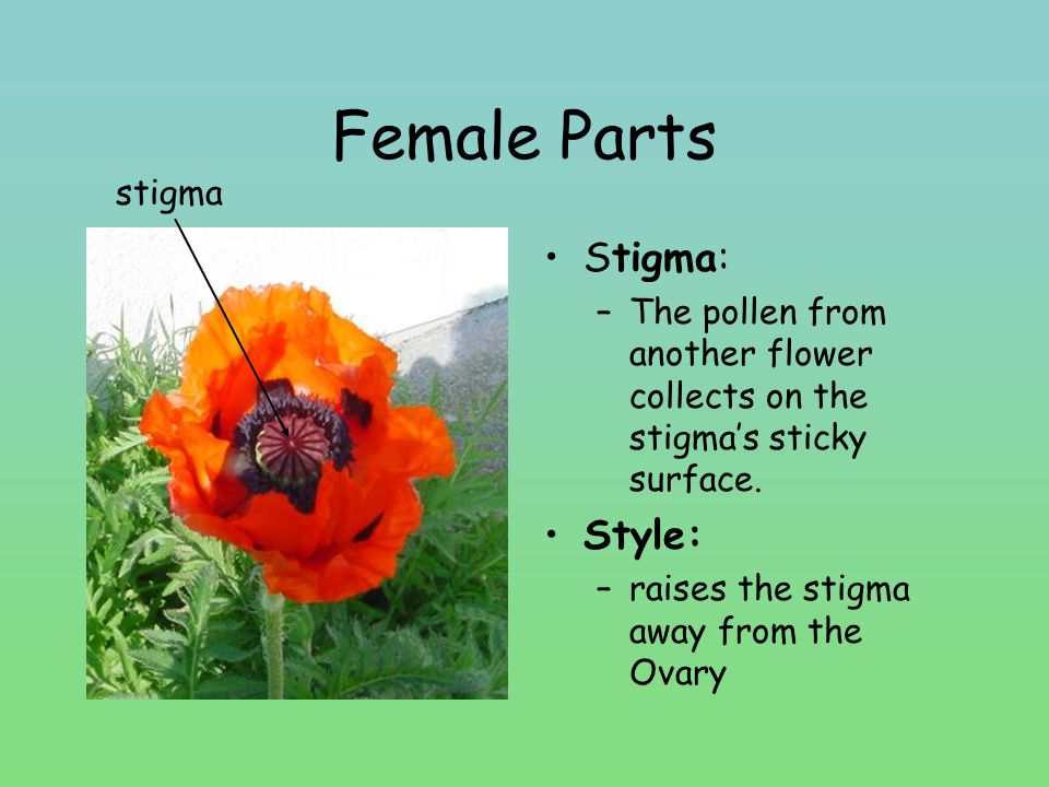 Female Parts Stigma: Style: stigma