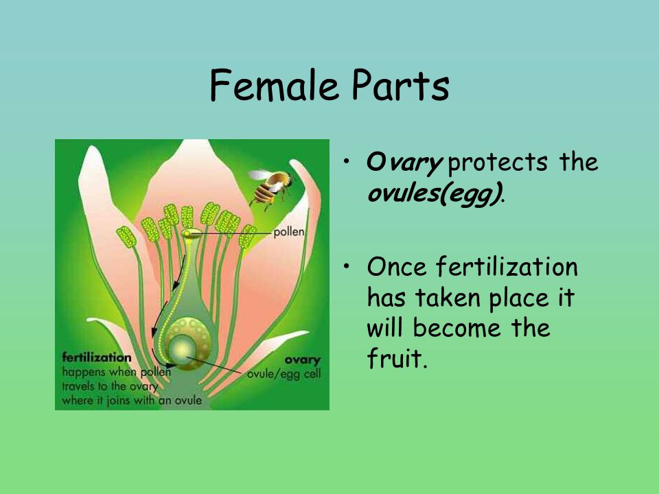 Female Parts Ovary protects the ovules(egg).