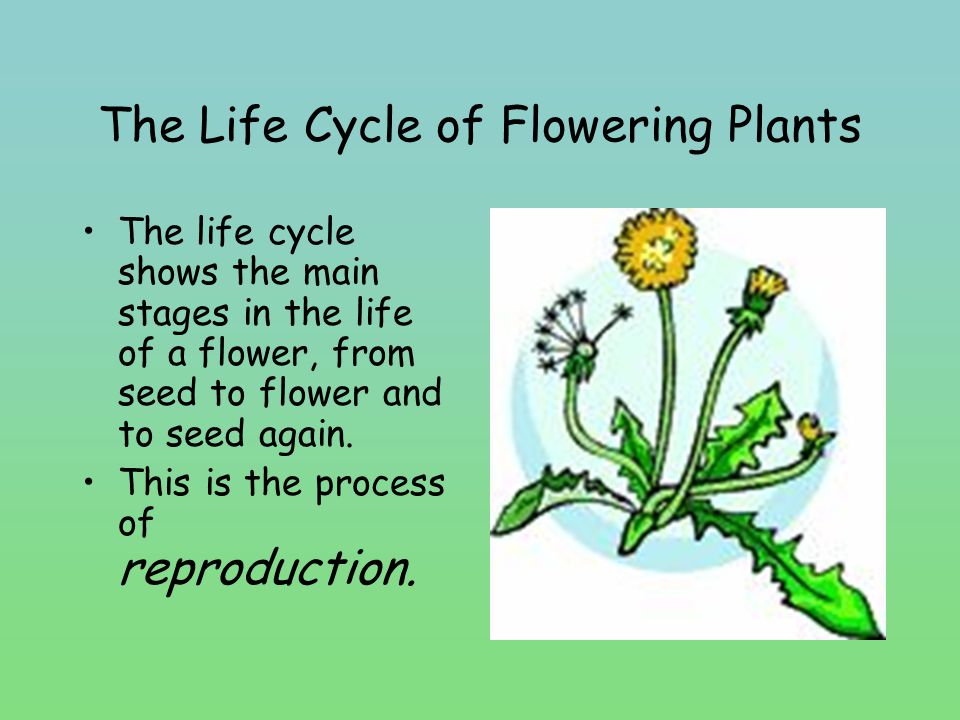 The Life Cycle of Flowering Plants