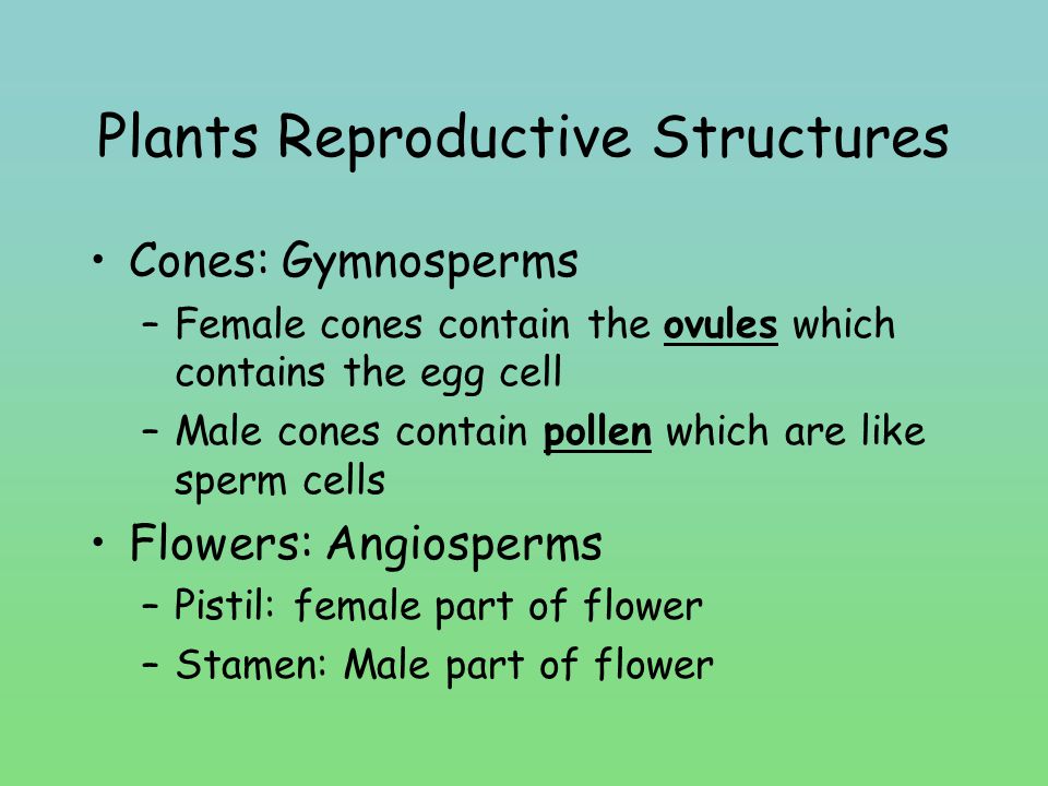 Plants Reproductive Structures