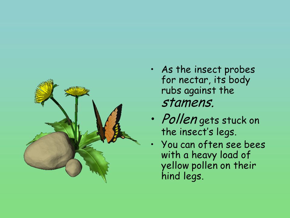 Pollen gets stuck on the insect’s legs.