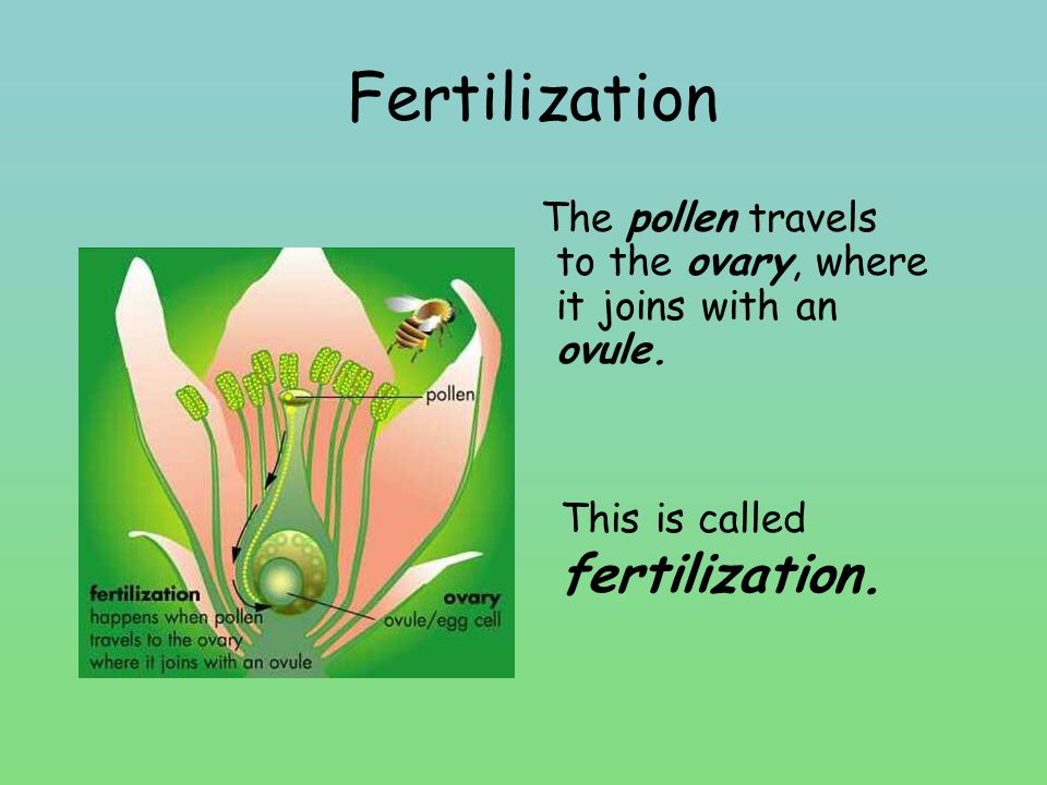 Fertilization The pollen travels to the ovary, where it joins with an ovule.
