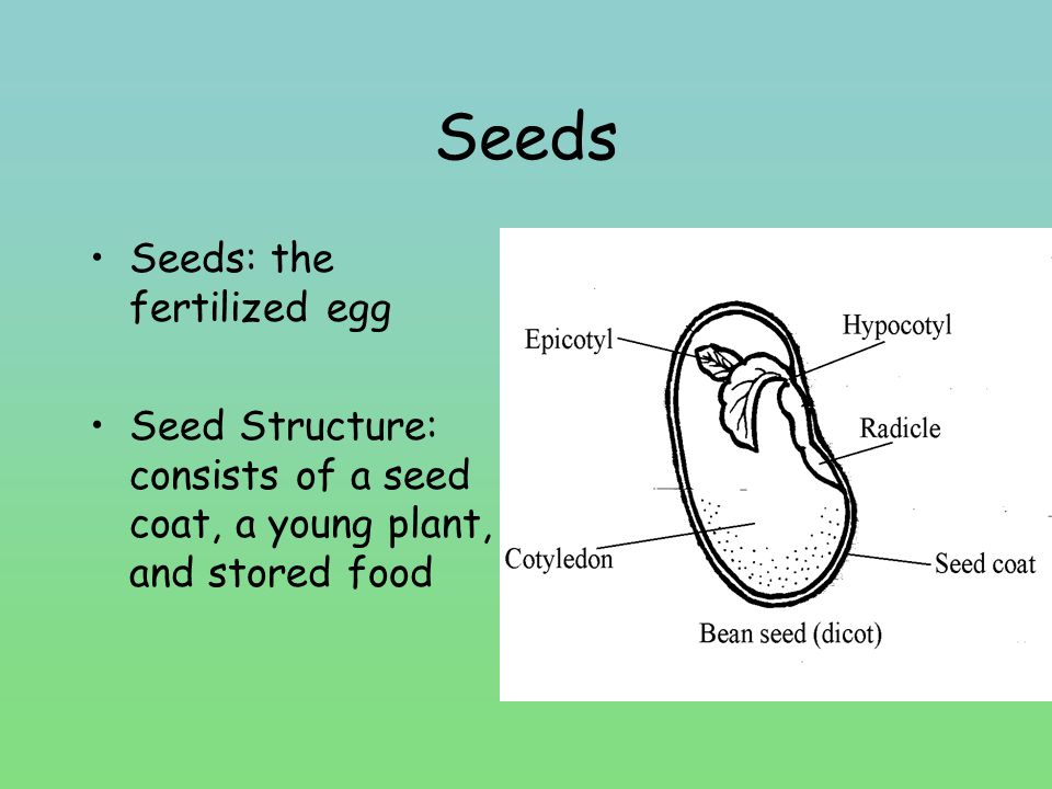 Seeds Seeds: the fertilized egg
