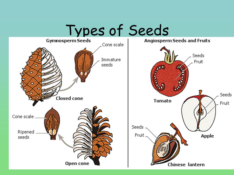 Types of Seeds