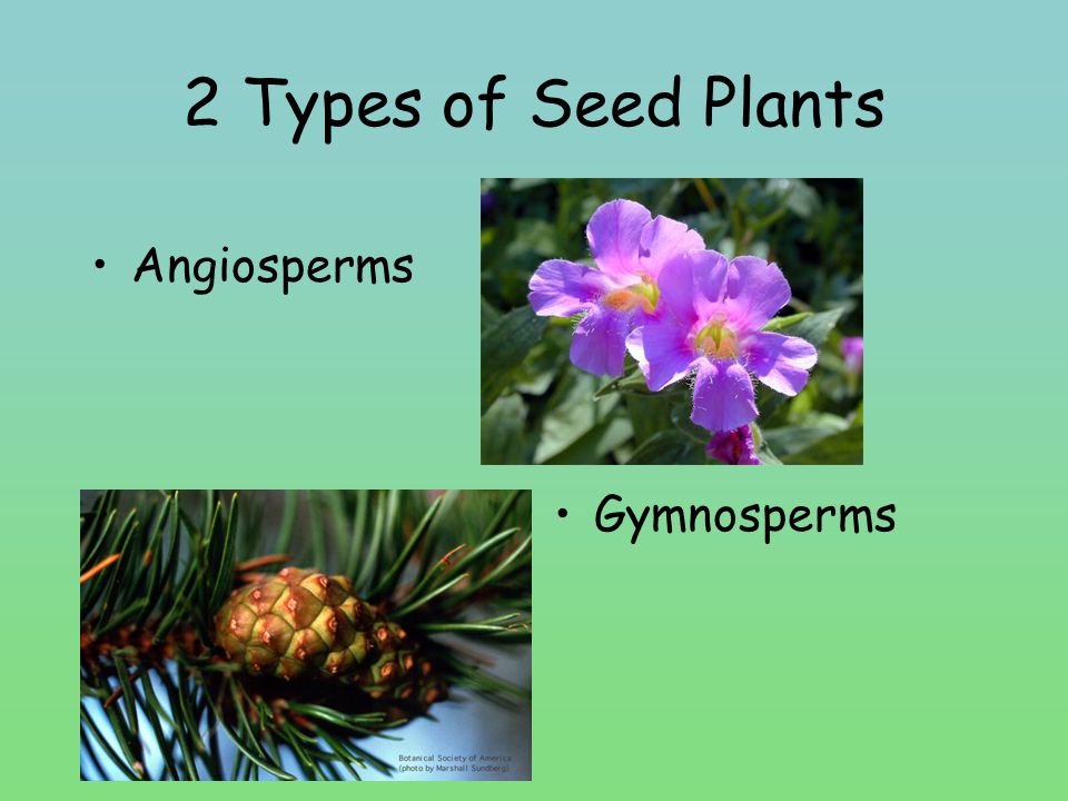 2 Types of Seed Plants Angiosperms Gymnosperms