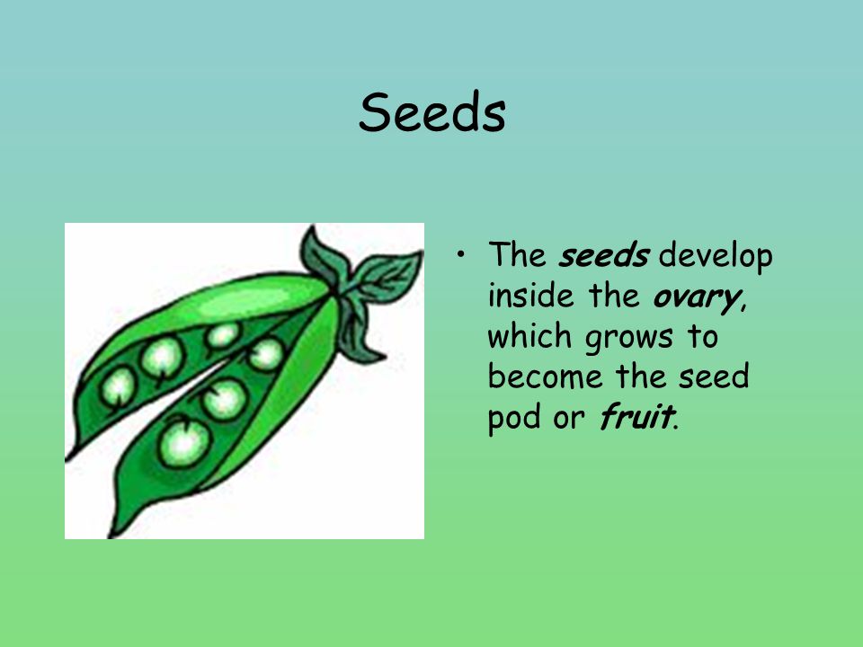 Seeds The seeds develop inside the ovary, which grows to become the seed pod or fruit.