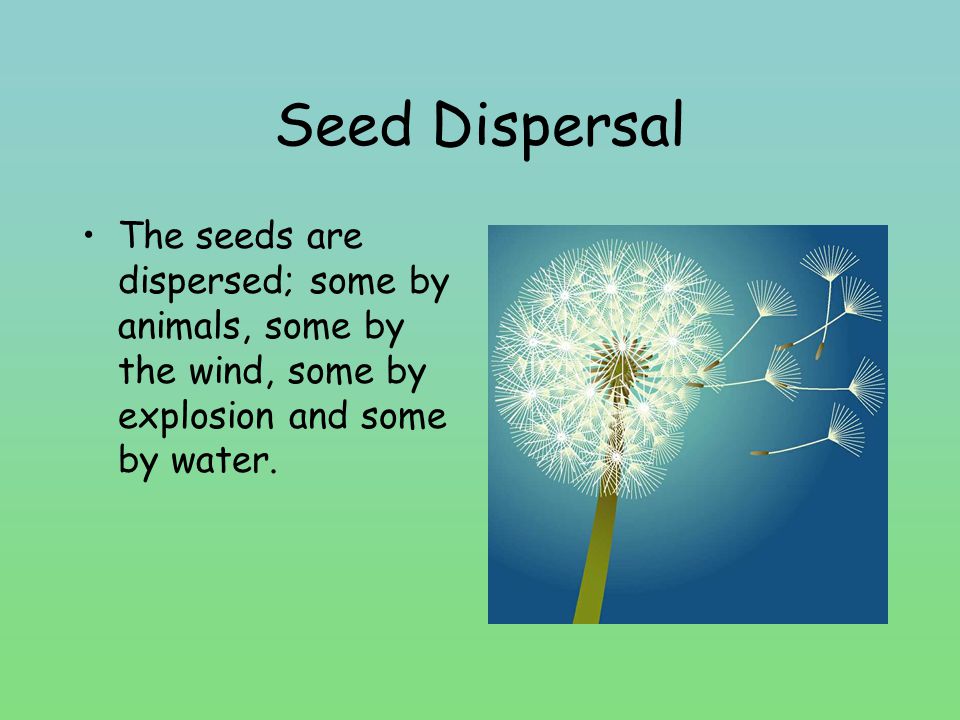 Seed Dispersal The seeds are dispersed; some by animals, some by the wind, some by explosion and some by water.
