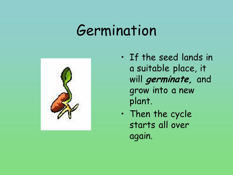 Germination If the seed lands in a suitable place, it will germinate, and grow into a new plant.