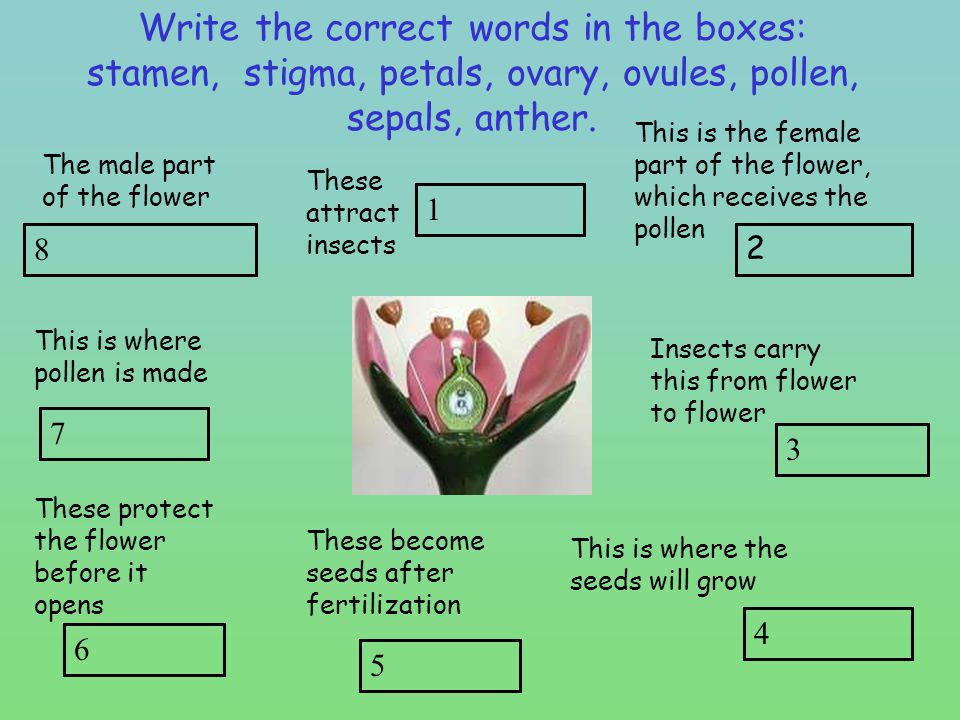 Write the correct words in the boxes: stamen, stigma, petals, ovary, ovules, pollen, sepals, anther.