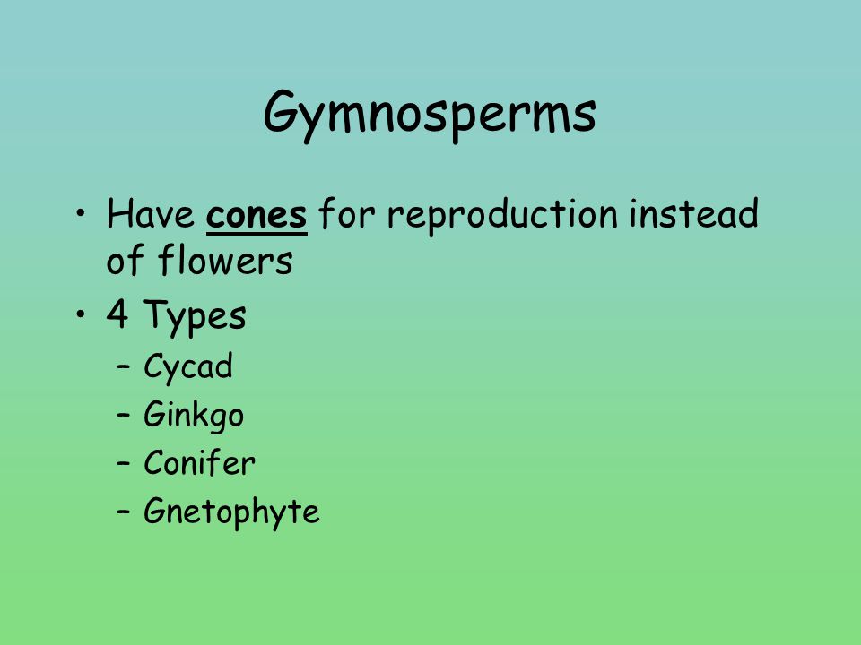 Gymnosperms Have cones for reproduction instead of flowers 4 Types