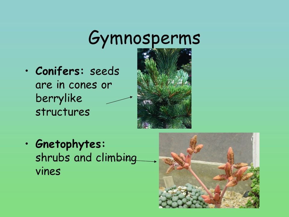Gymnosperms Conifers: seeds are in cones or berrylike structures