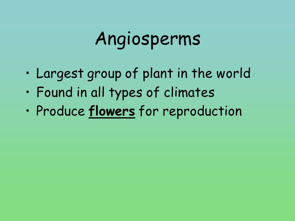 Angiosperms Largest group of plant in the world