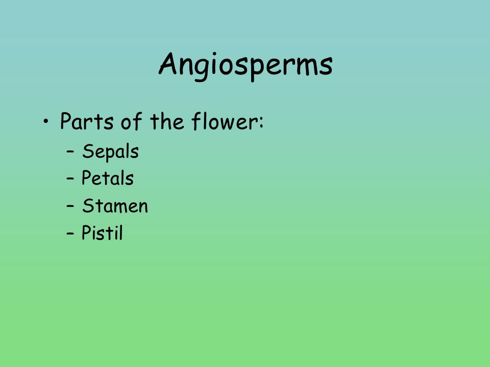 Angiosperms Parts of the flower: Sepals Petals Stamen Pistil