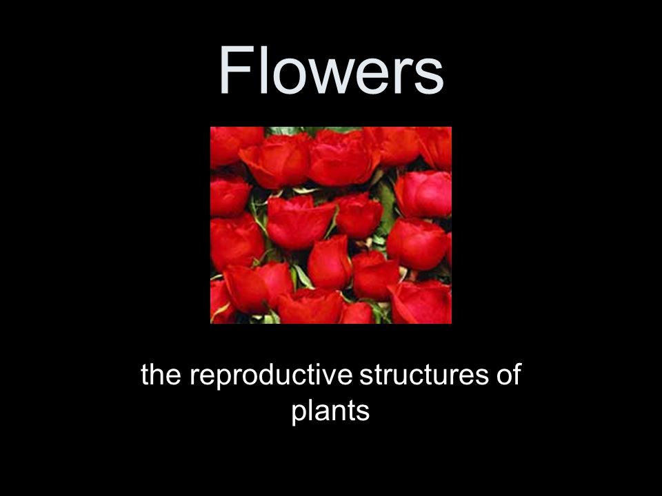 the reproductive structures of plants