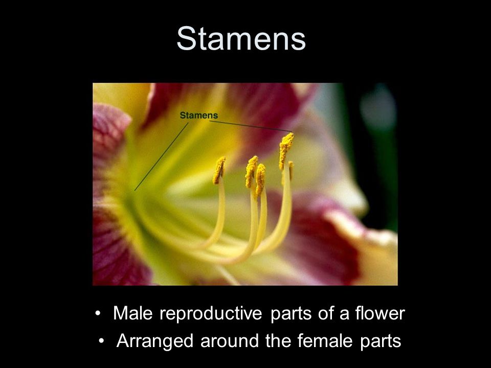 Stamens Male reproductive parts of a flower