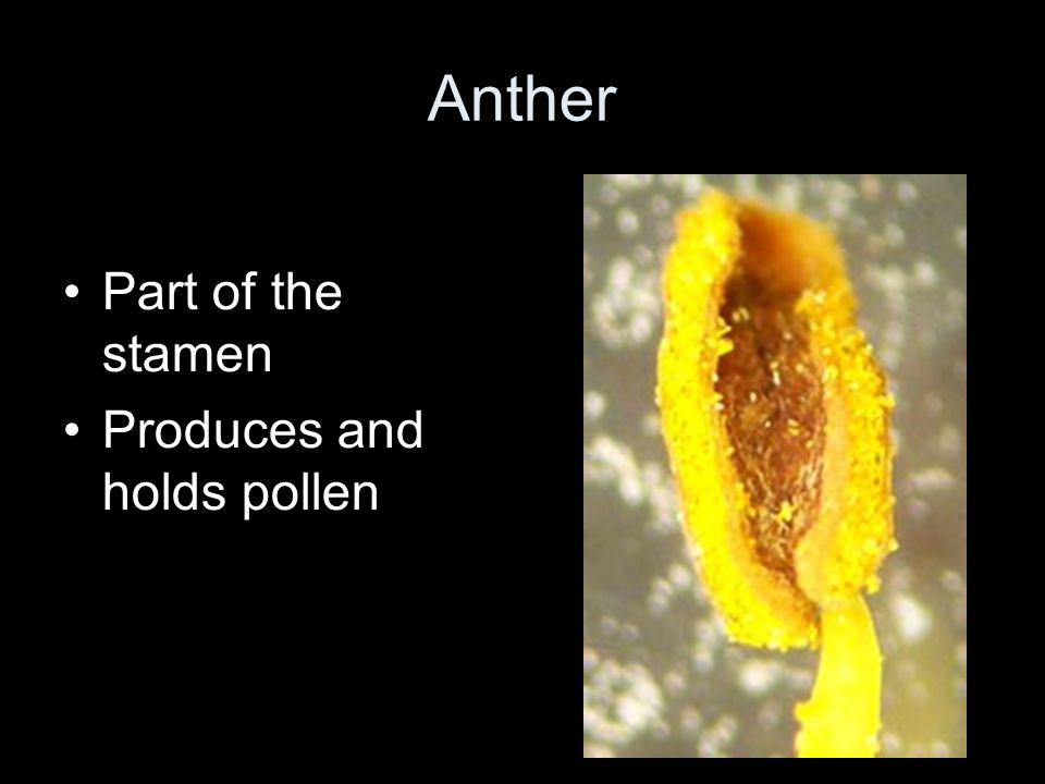 Anther Part of the stamen Produces and holds pollen
