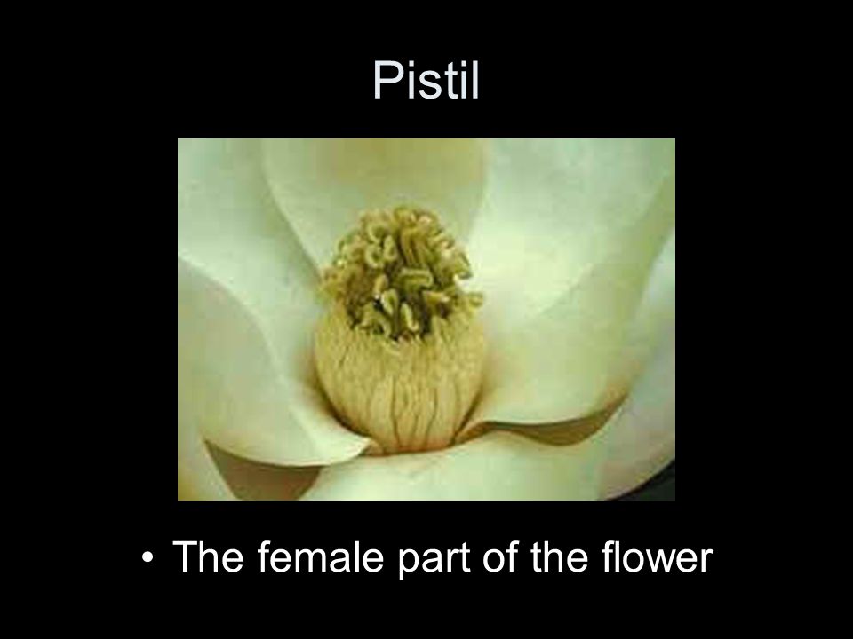 The female part of the flower