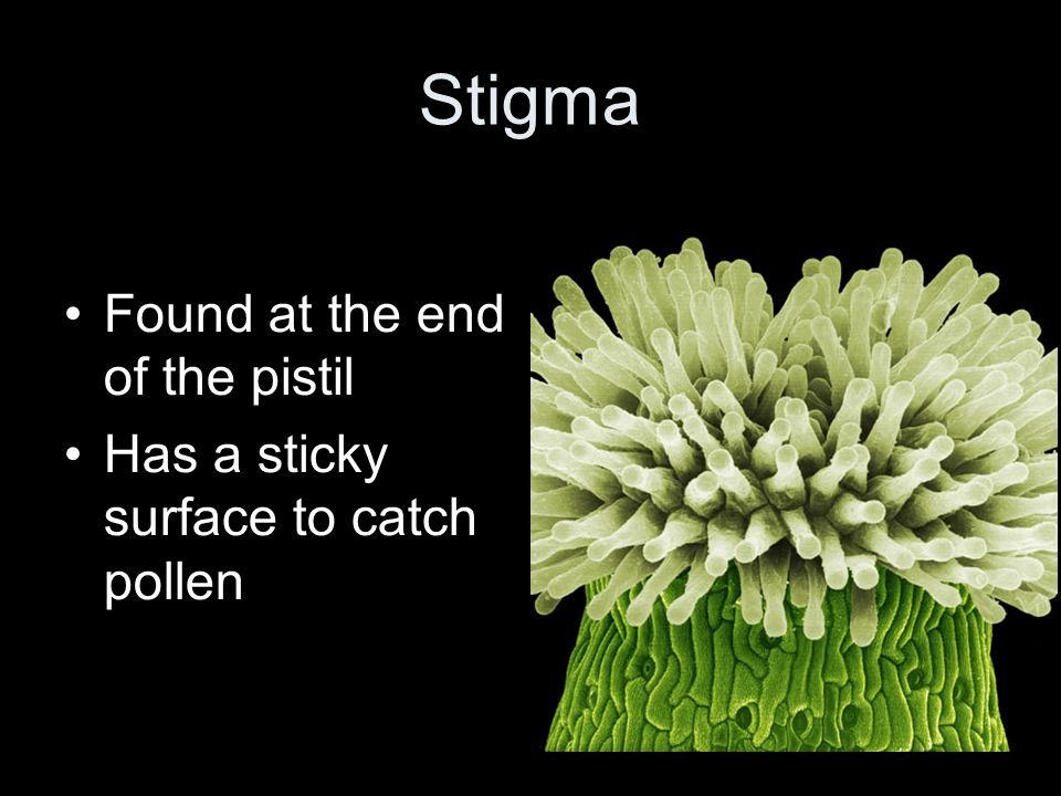 Stigma Found at the end of the pistil