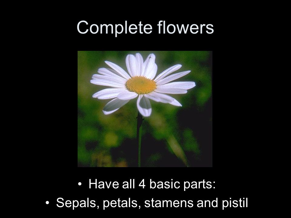 Sepals, petals, stamens and pistil