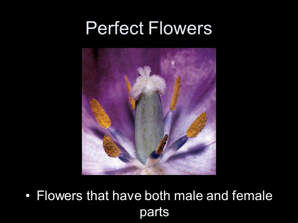 Flowers that have both male and female parts