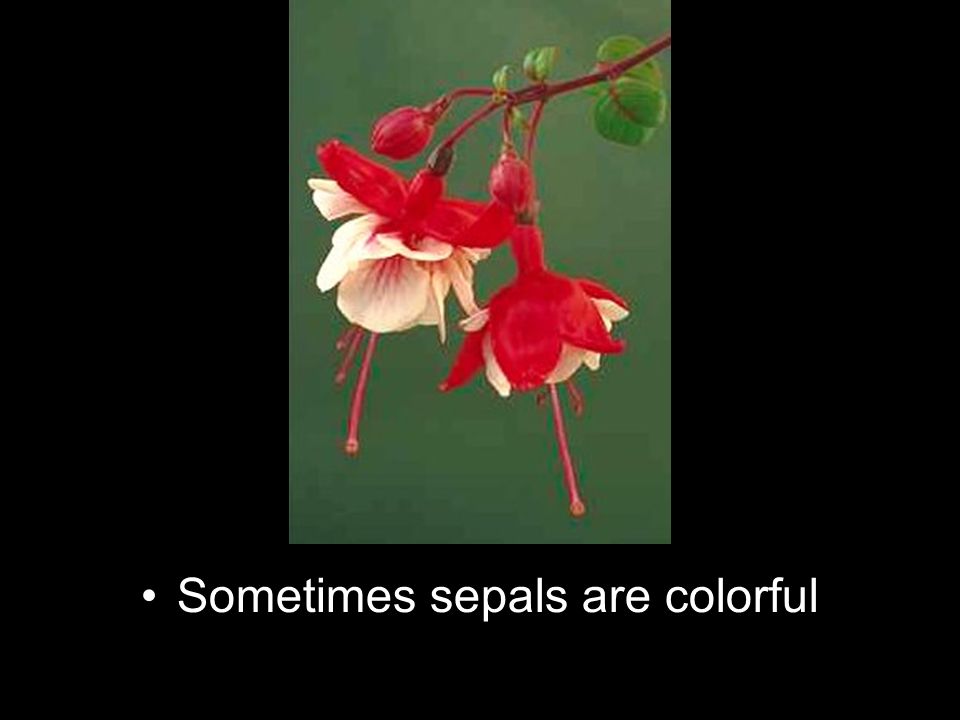 Sometimes sepals are colorful