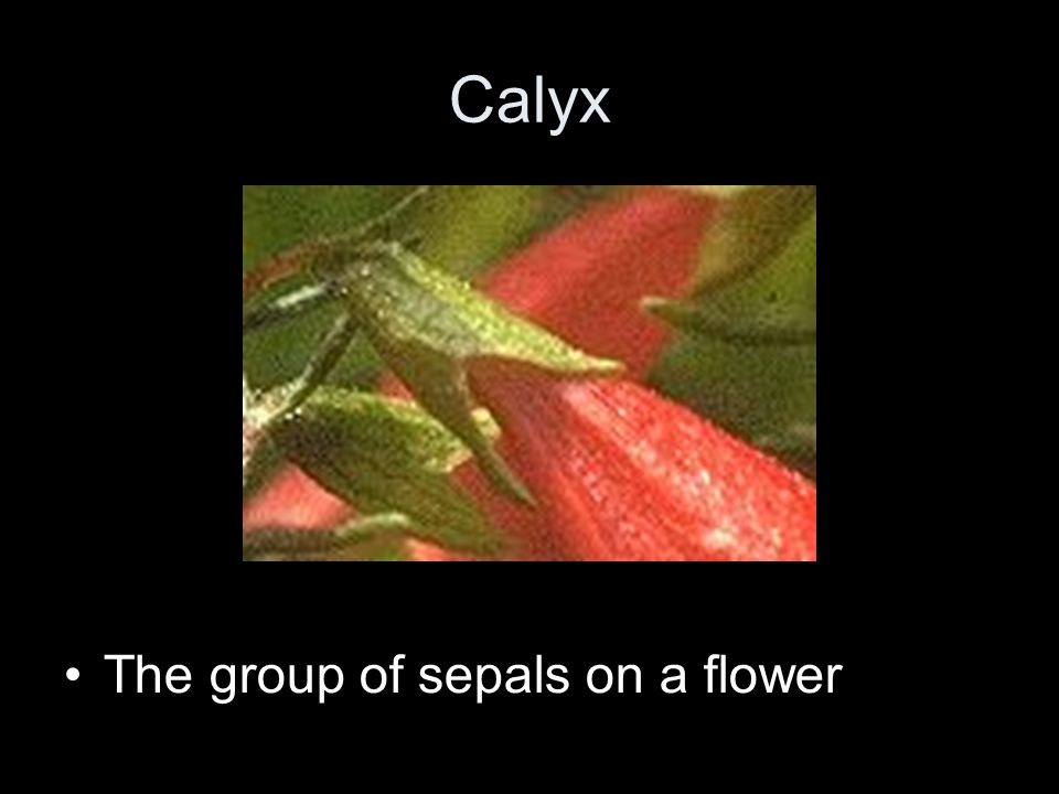 Calyx The group of sepals on a flower
